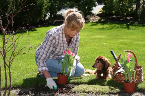 Seasonal hedge maintenance in a lush garden